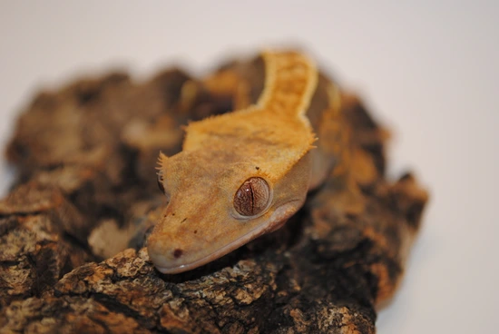 Flame - Crested Gecko
