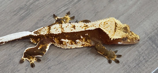 Red Tricolor - Crested Gecko