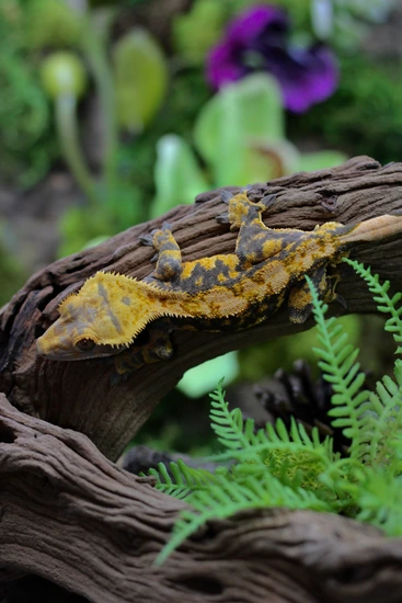 High Contrast Halloween Male - Crested Gecko