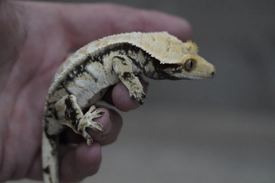 Extreme - Crested Gecko