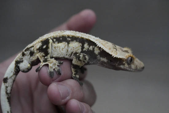 Extreme - Crested Gecko