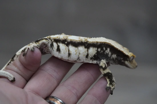 High White - Crested Gecko