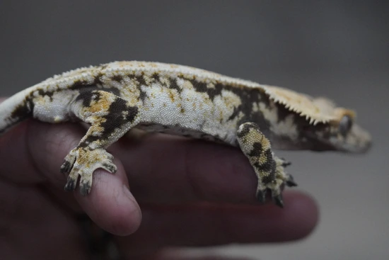 Extreme - Crested Gecko