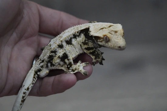 Extreme - Crested Gecko