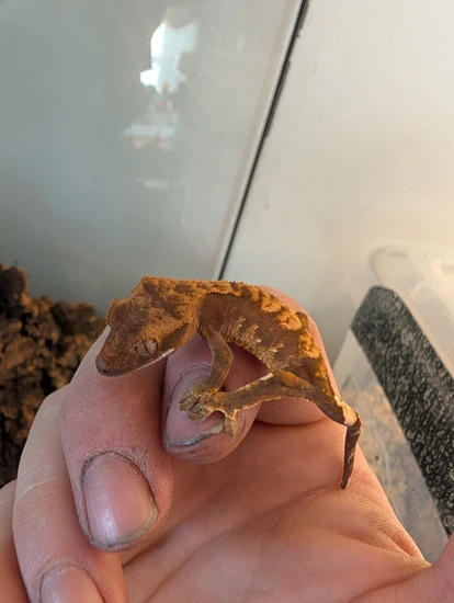 Red Harlequin With Portholes - Crested Gecko