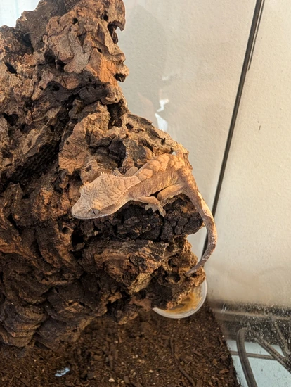 Red Harlequin Pos Portholes - Crested Gecko