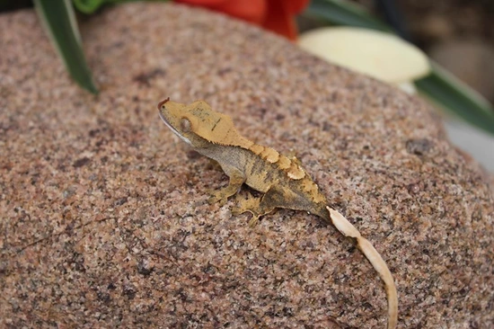 Mv11 - Crested Gecko