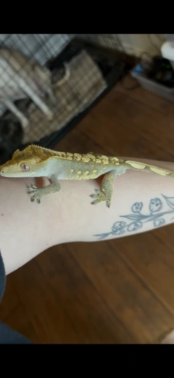 Yellow Harlequin Portholes - Crested Gecko
