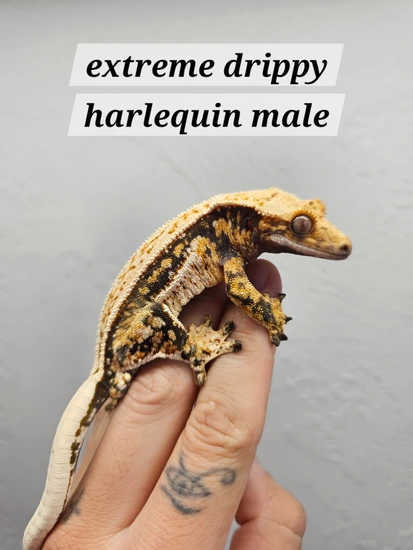 Extreme Drippy - Crested Gecko