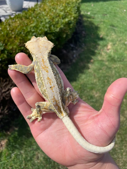Drippy Whitewall Harlequin Pinstripe - Crested Gecko