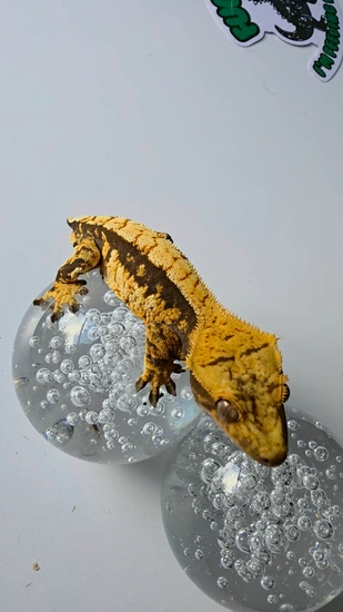 High Contrast Tri Color Male - Crested Gecko