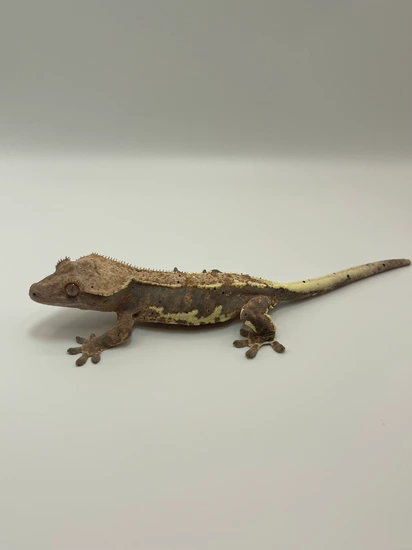Tri-color Lily - Crested Gecko