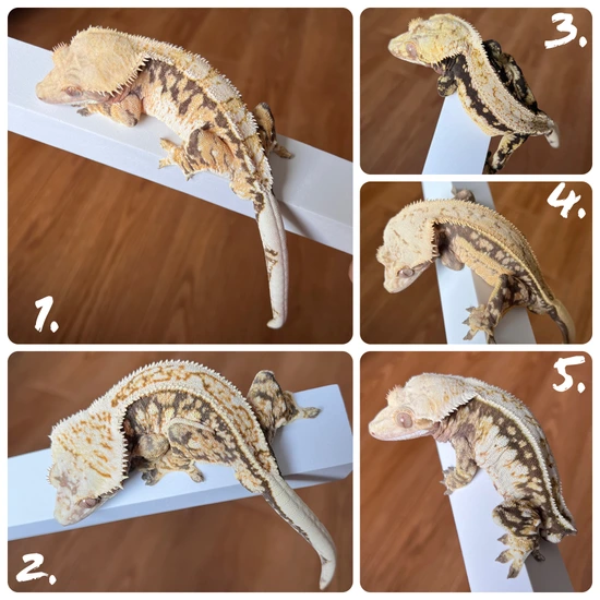 BiG Boys, BiG Projects 70g+ Each! - Crested Gecko