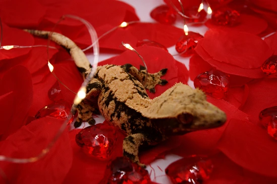 High-Expression Harlequin Partial Pinstripe RCK LINE - Crested Gecko
