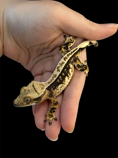 Dark Harlequin - Crested Gecko