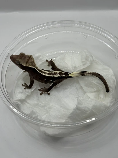 Low Reserve-Axanthic White Patterning - Crested Gecko