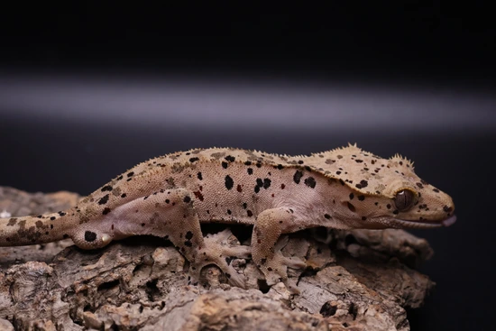 Red Spots Red Base Super Dalmatian - Crested Gecko