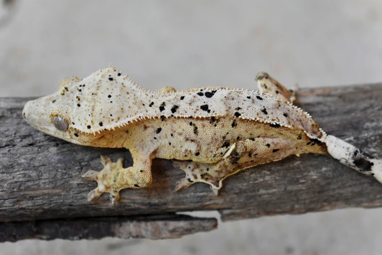 Yellow Dalmatian - Crested Gecko
