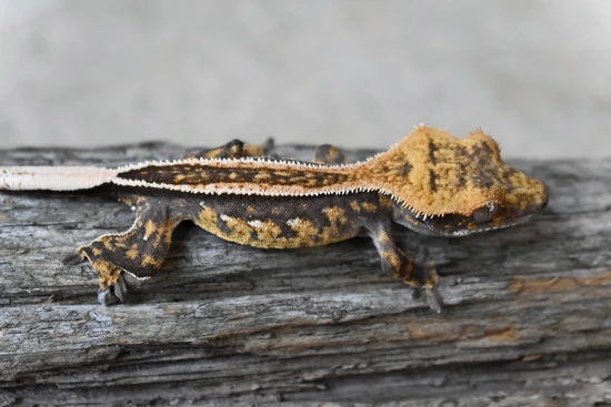 Dark Emptyback - Crested Gecko