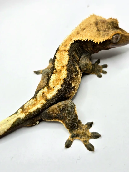 High-Contrast Harlequin - Crested Gecko