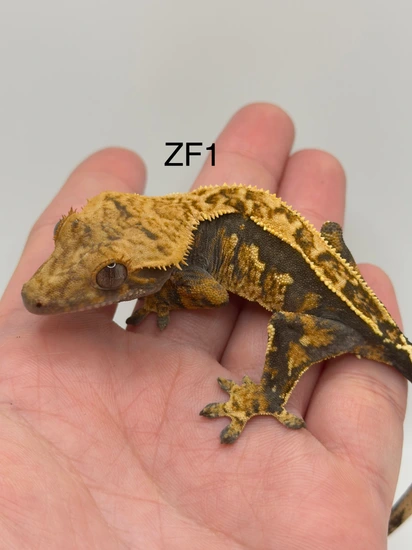 Hold Back Release GORGEOUS Harlequin With GREAT STRUCTURE - Crested Gecko