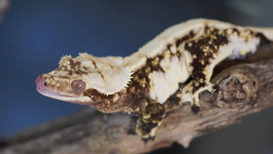 Proven Snowflake Male - Gorgeous - Crested Gecko
