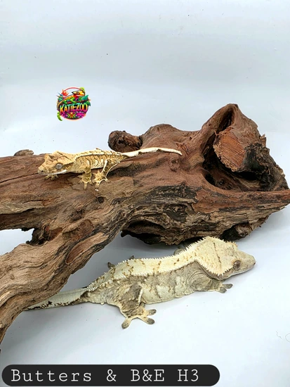 Proven Stunning Yellow Harlequin - Crested Gecko