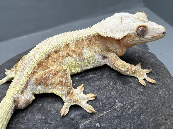 Lily White - Crested Gecko