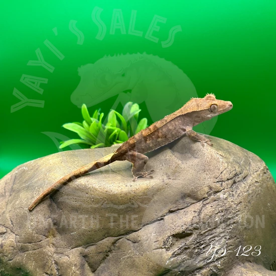 Brindle - Crested Gecko