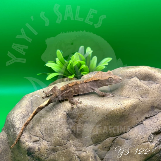 Tiger - Crested Gecko