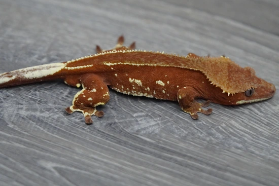 Red Pinstripe Project - Crested Gecko