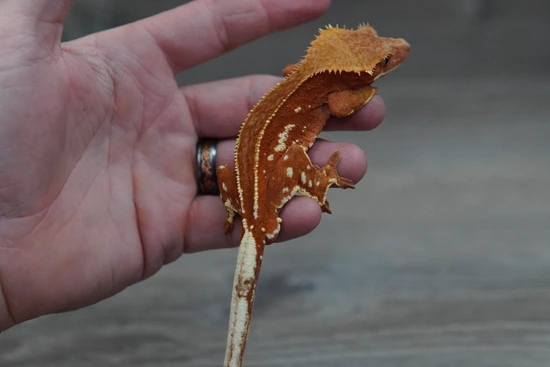 Red Pinstripe Project - Crested Gecko
