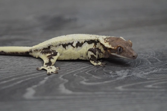 Frappuccino - Crested Gecko