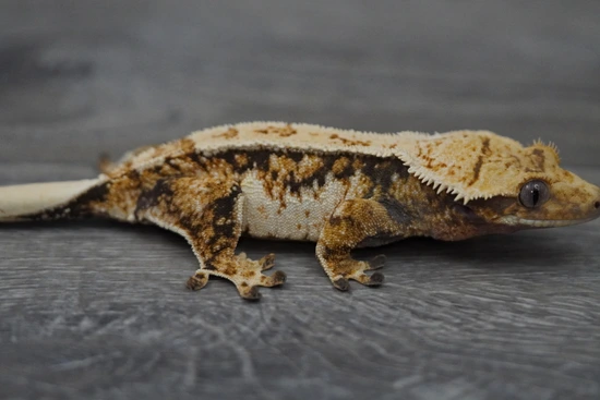 Hold Back Female - Crested Gecko