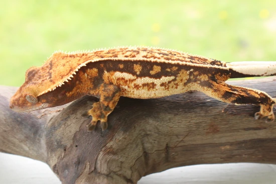 NPV Partial Quadstripe - Crested Gecko