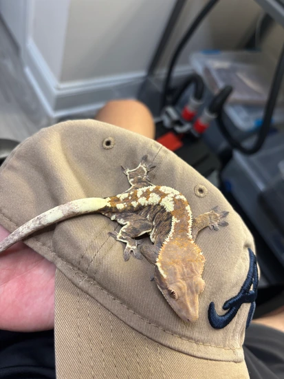Korean Import Cappuccino - Crested Gecko