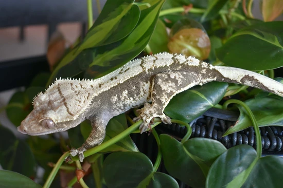Zelda - Crested Gecko