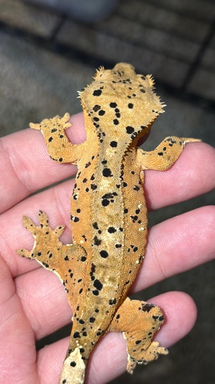 24g BEAUTIFUL Dalmatian - Crested Gecko