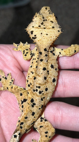27g CHIPS OFFSPRING - Crested Gecko