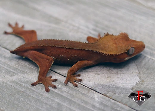 Bloody Mary - Crested Gecko