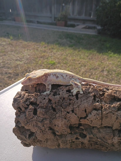 Daenerys(Red Lilly White) - Crested Gecko