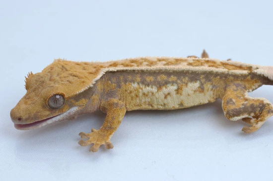 Tricolor Harlequin Whitewall Drippy Snowflake - Crested Gecko