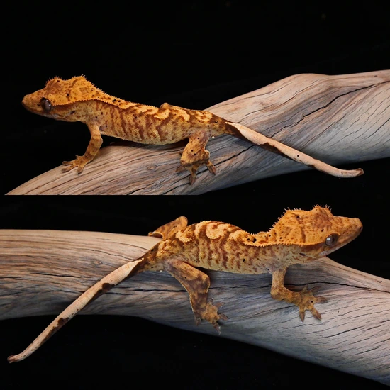Aldebaran, Bold Stripe Tiger With Dal Spots - Crested Gecko