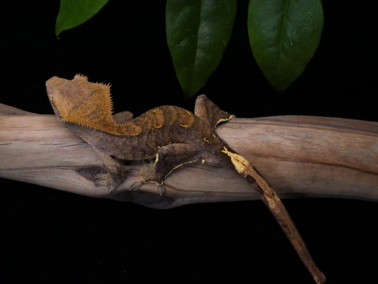 Nocturne, Dark Tiger - Crested Gecko