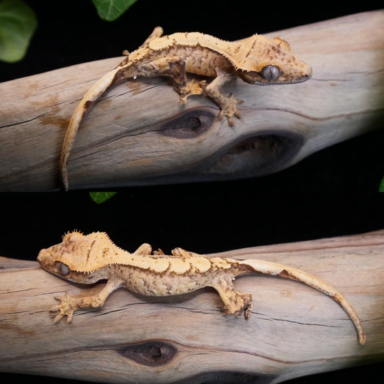 Tonkotsu, Cream Tri-color Brindlequin - Crested Gecko