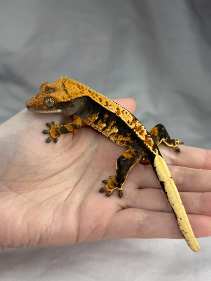 Extreme Harlequin - Crested Gecko