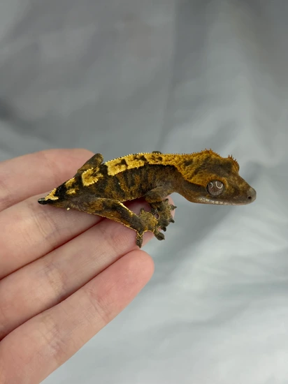 Cappuccino - Crested Gecko
