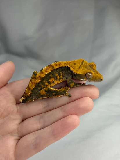 Harlequin Part Pin - Crested Gecko