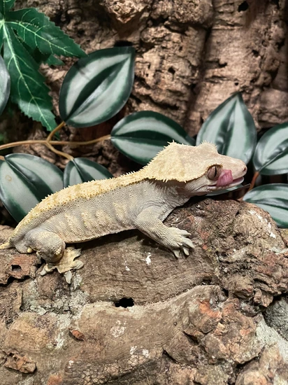 31g Lav Harlequin Male - Crested Gecko