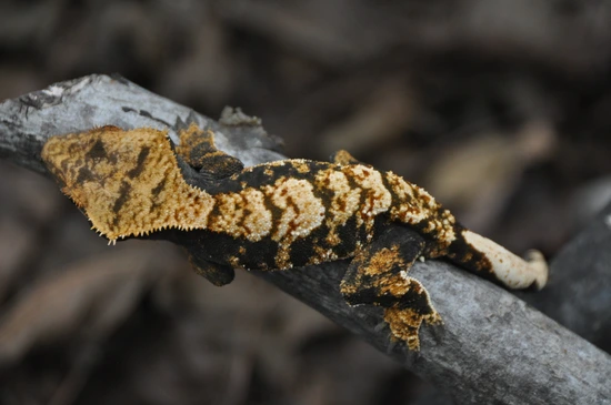Honey Bee X Nikolai - Crested Gecko